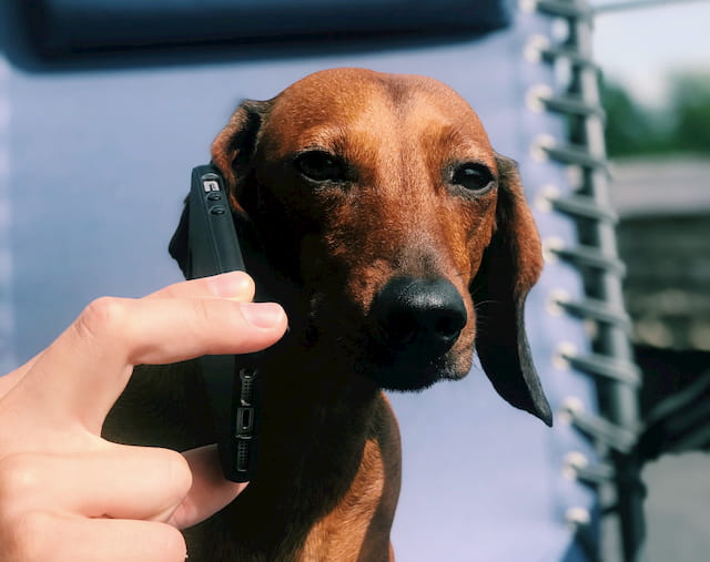 Dog calling on mobile phone